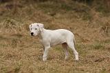 DOGUE ARGENTIN 183